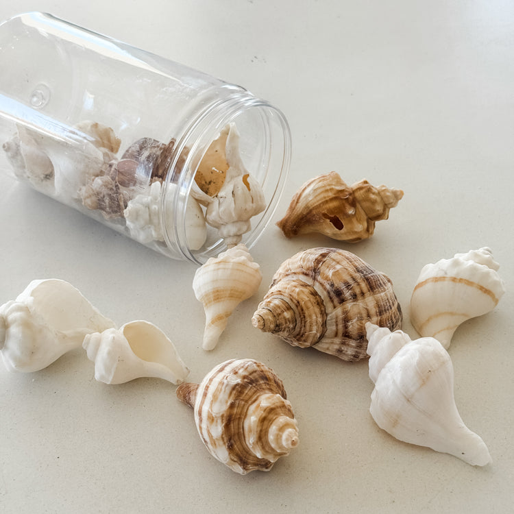 Coastal Shell Jar – 350g Assorted Natural Seashells for Styling & Decor