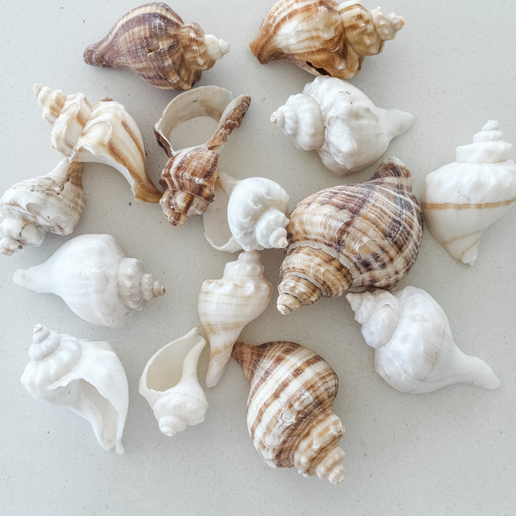 Coastal Shell Jar – 350g Assorted Natural Seashells for Styling & Decor