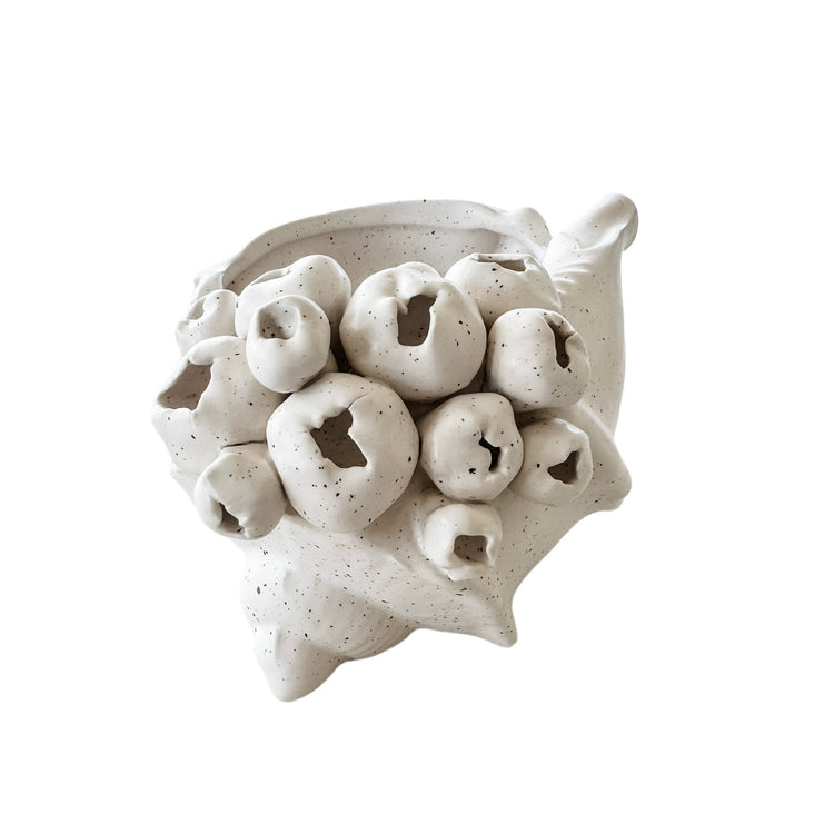 Barwon Ceramic Shell Scultpure | Small Preorder