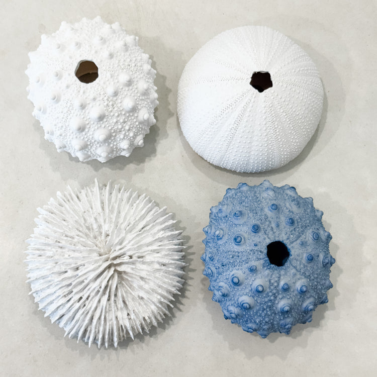 Sea Urchin Knobby Coral | Poly Resin Preorder