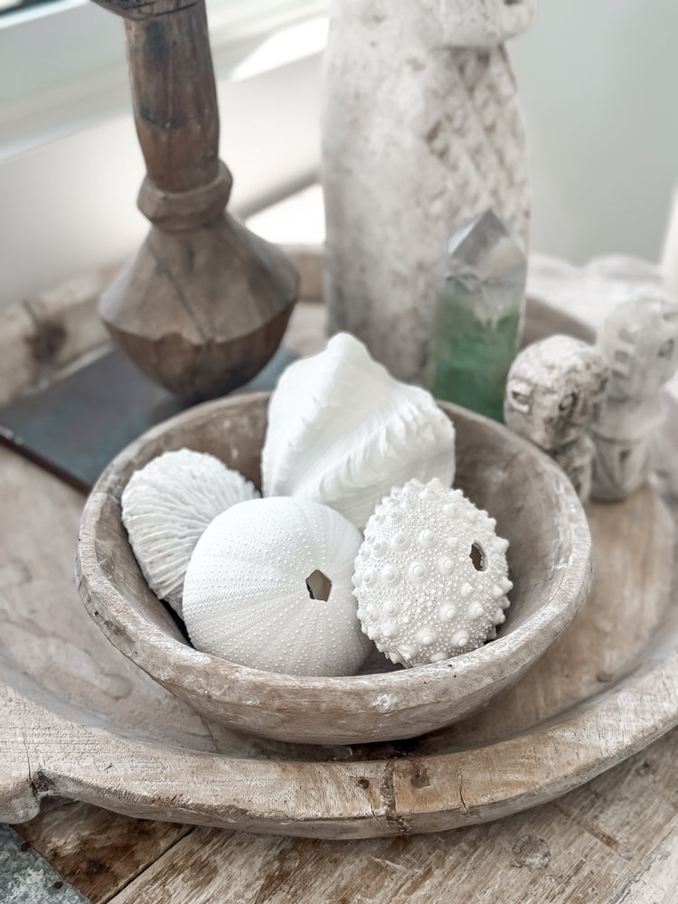 Clam Shell | Resin Preorder