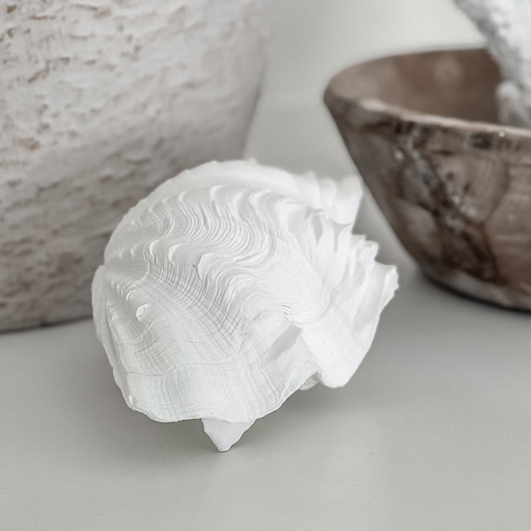 Clam Shell | Resin Preorder