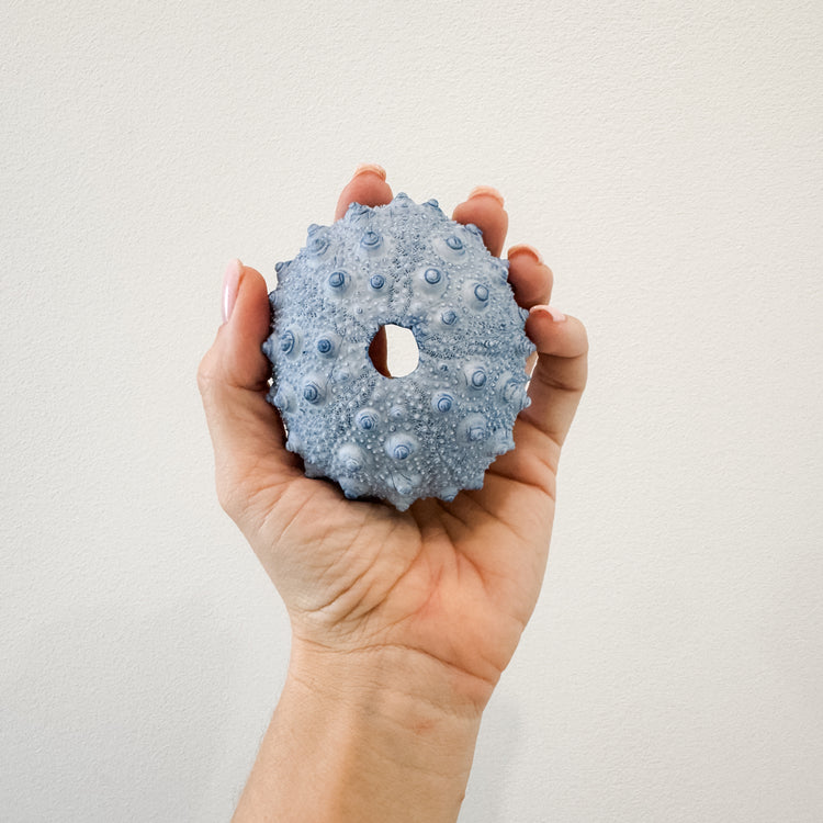 Blue Spiky Urchin Coral Resin