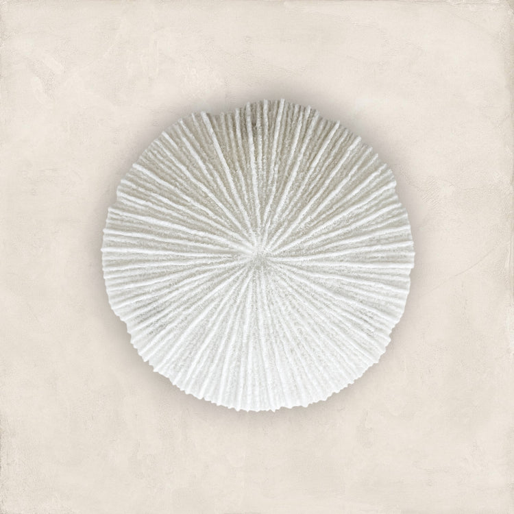 White Coral Disc Wall Hanging | Small