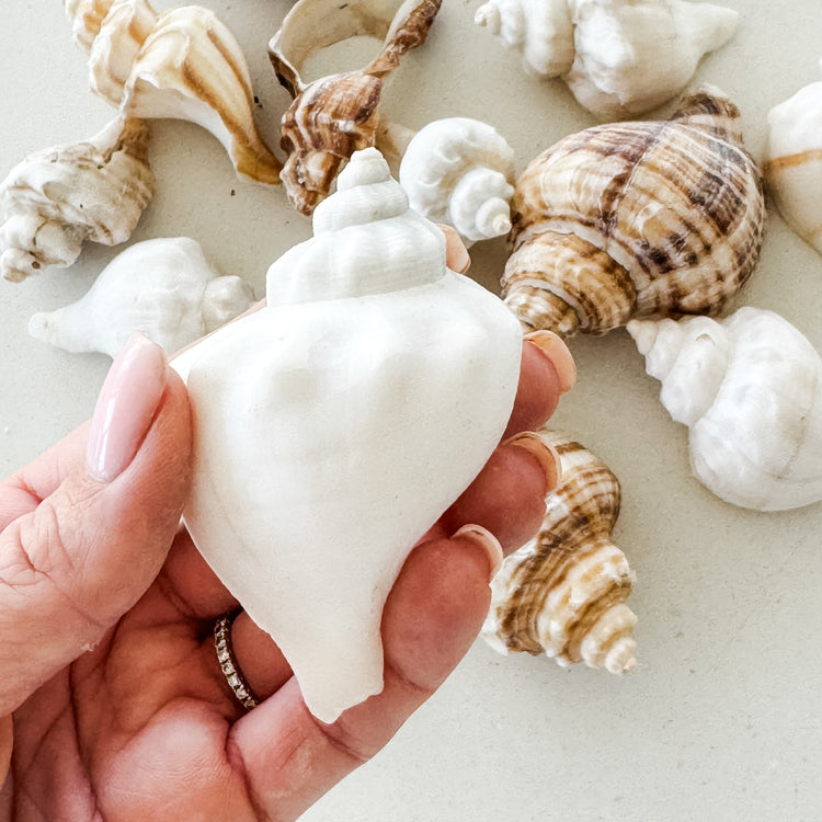 Coastal Shell Jar – 350g Assorted Natural Seashells for Styling & Decor