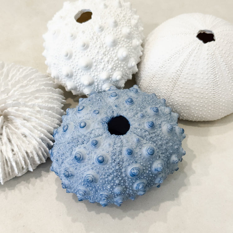 Blue Spiky Urchin Coral Resin
