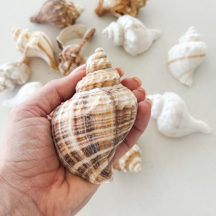 Coastal Shell Jar – 350g Assorted Natural Seashells for Styling & Decor
