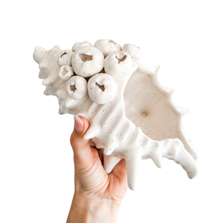 Barwon Ceramic Shell Scultpure | Large Preorder