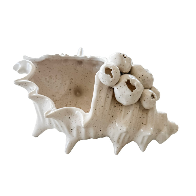 Barwon Ceramic Shell Scultpure | Large Preorder