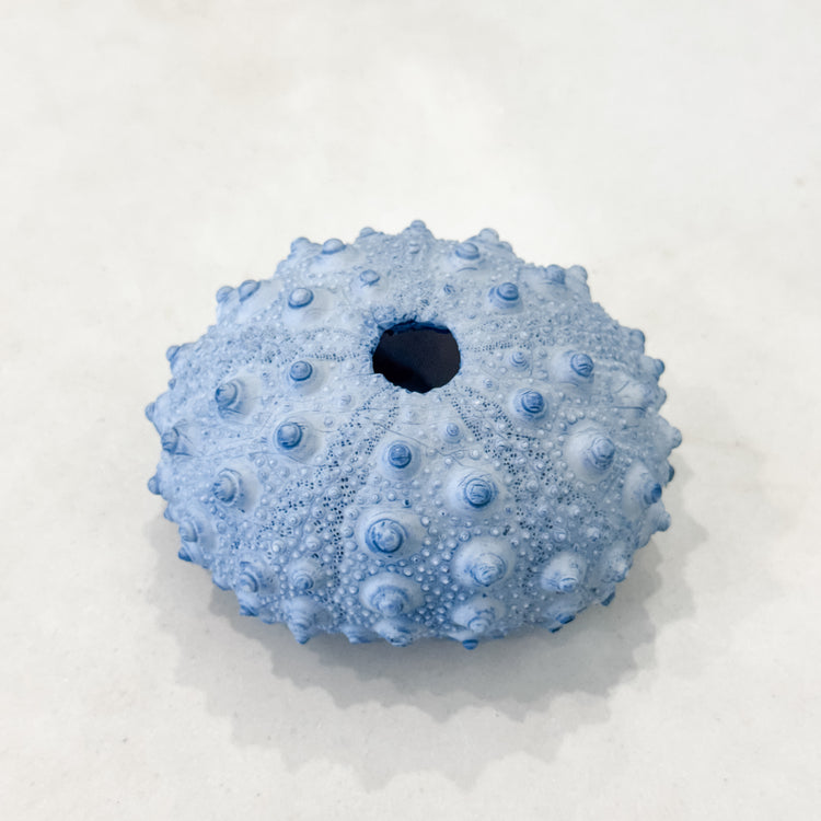 Blue Spiky Urchin Coral Resin