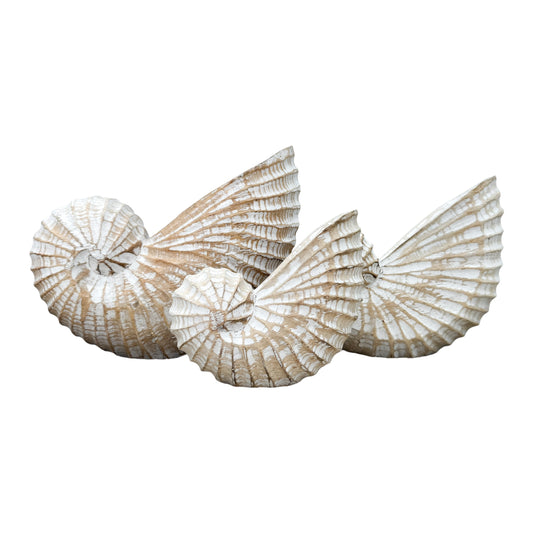 Wooden Nautilus Shell | Natural | 3 Sizes Available