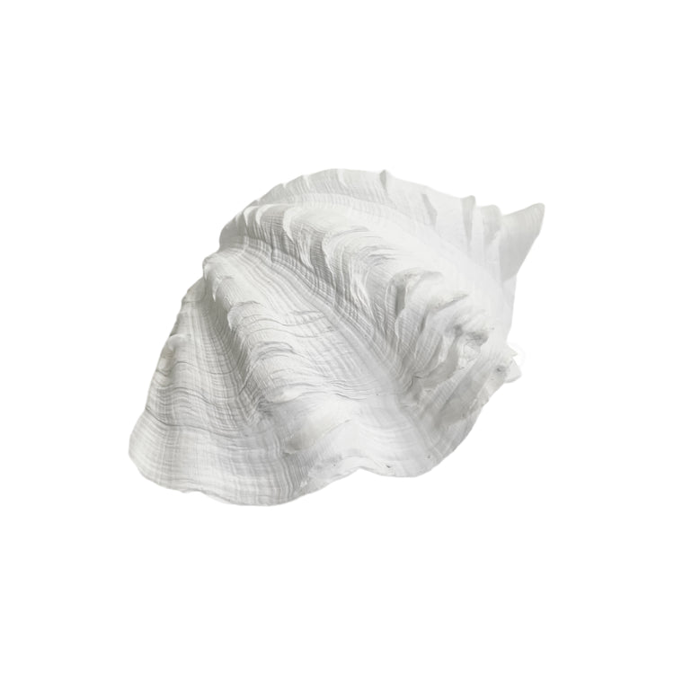 Clam Shell | Resin Preorder