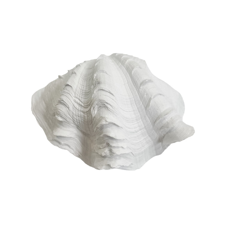 Clam Shell | Resin Preorder