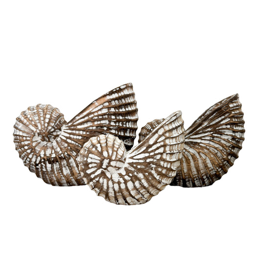 Wooden Nautilus Shell | Brown | 3 Sizes Available