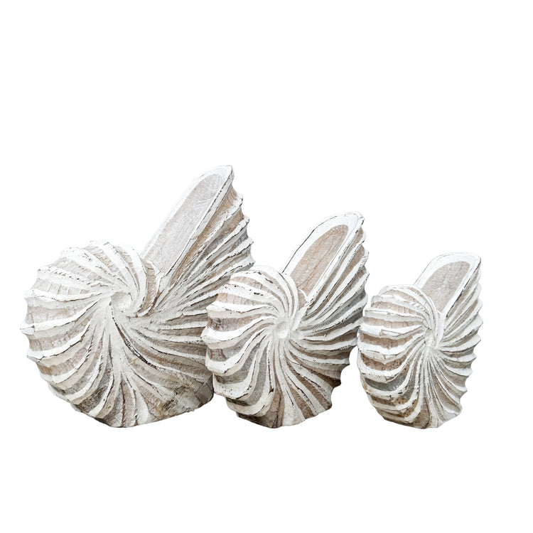 Wooden Nautilus Shell | Structured | 3 Sizes Available