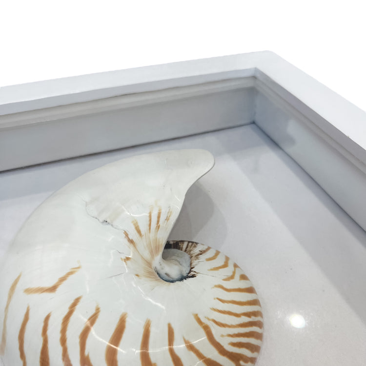 Framed Wall Art | Nautilus Shell | 40x40cm