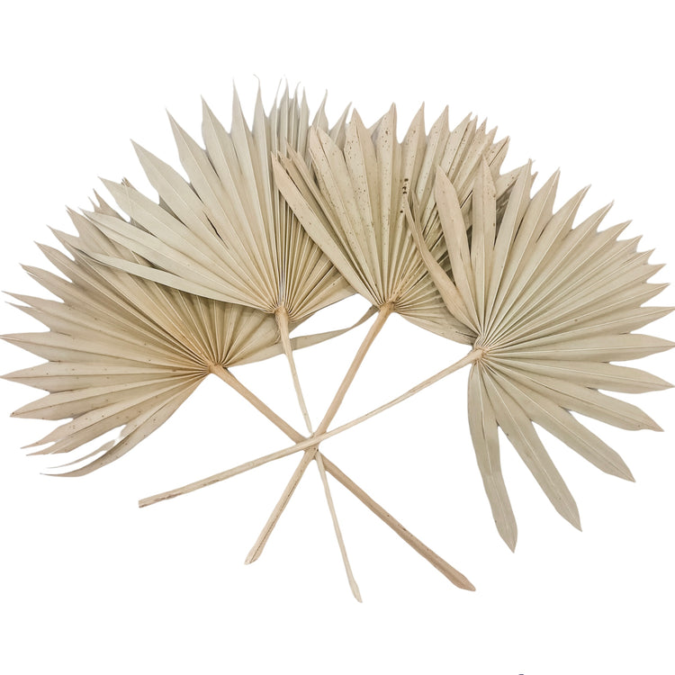 Dried Sun Spear Palm