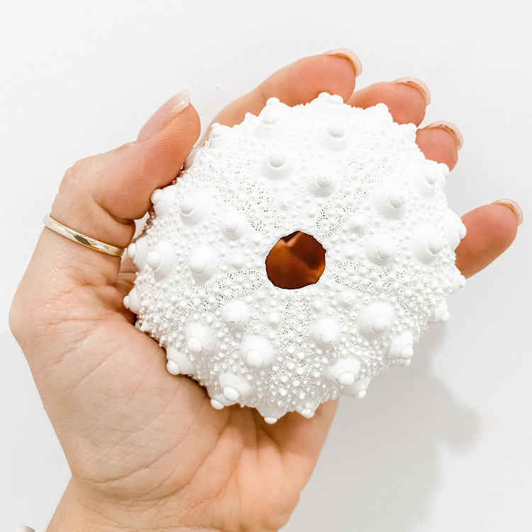 White Sea Urchin Knobby Coral