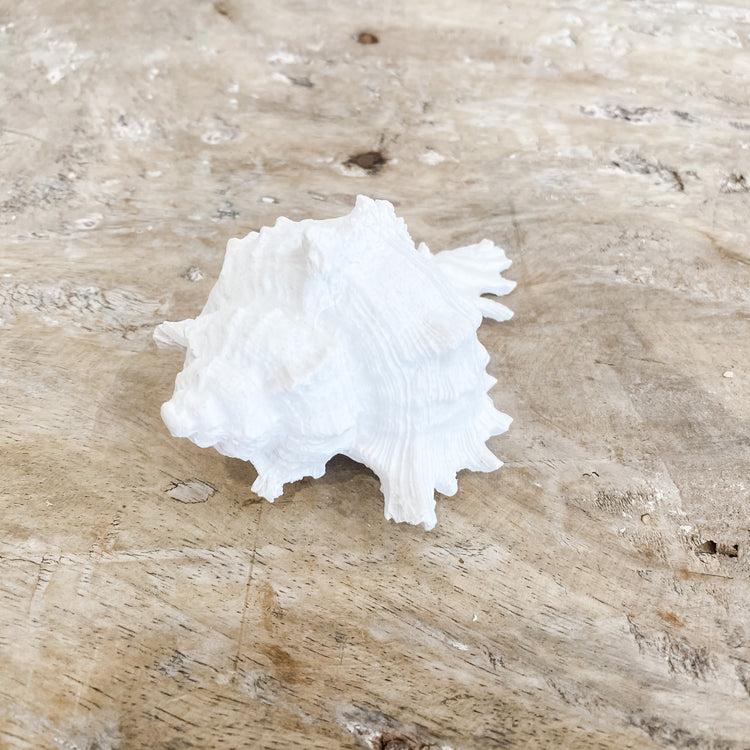 White Murex Shell Coastal Homewares