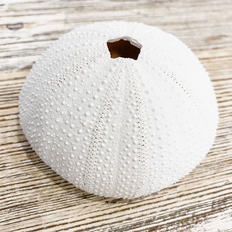 Sea Urchin Coral Coastal Decor