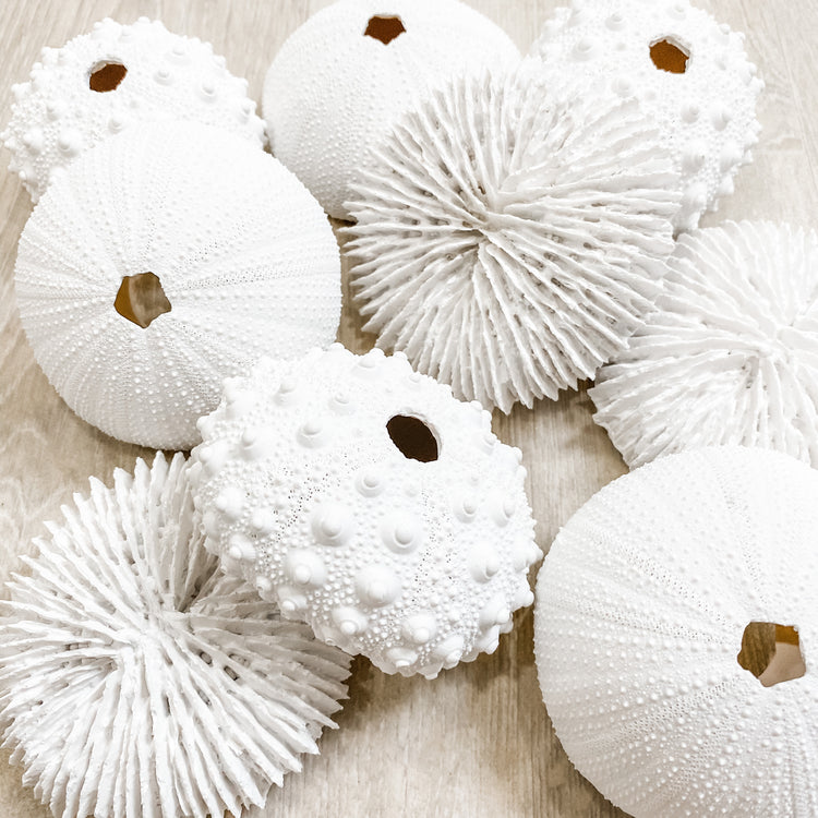White Sea Urchin Coral made from poly resin