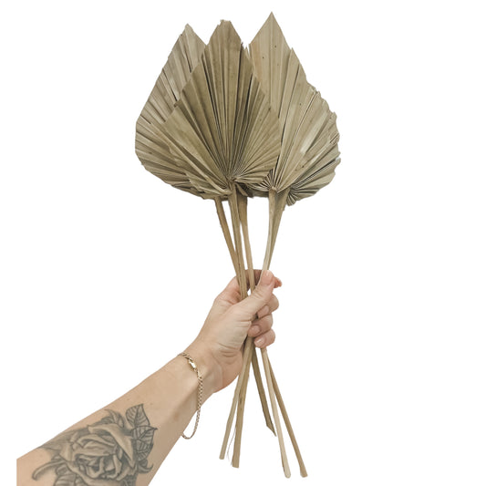 Spade Palm | Dried | Natural | Set of 5