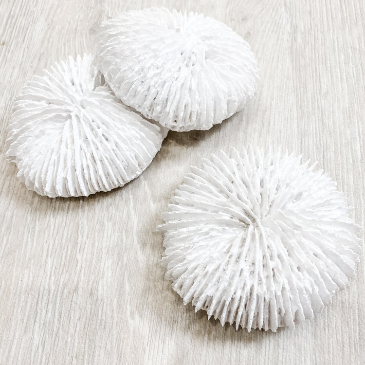 Fungia Resin Coral Coastal Decor
