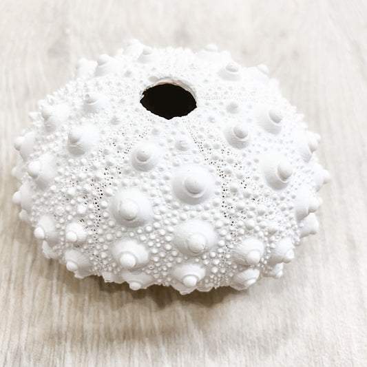 Poly Resin Sea Urchin Knobby Coral