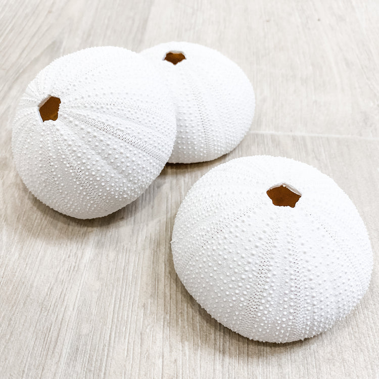 Poly Resin Sea Urchin Coral