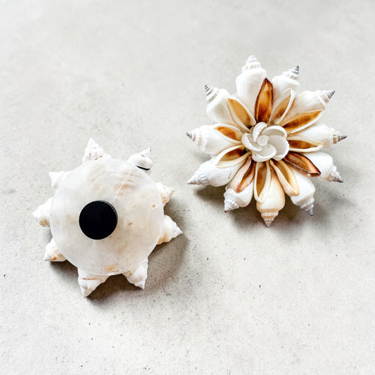 Coastal Cone Shell Star Magnet