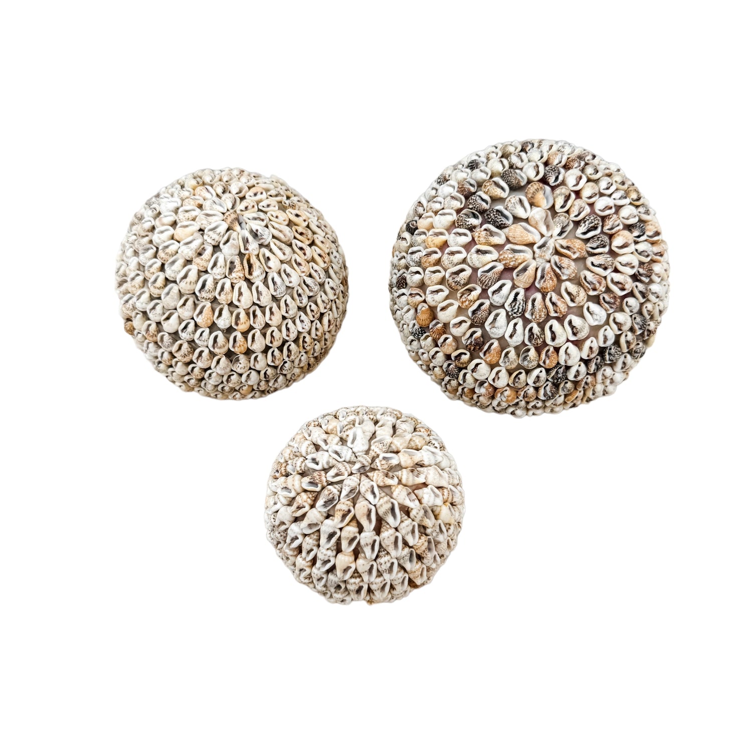 Ball Shaped Shell Shell Ball | Natural | 3 sizes