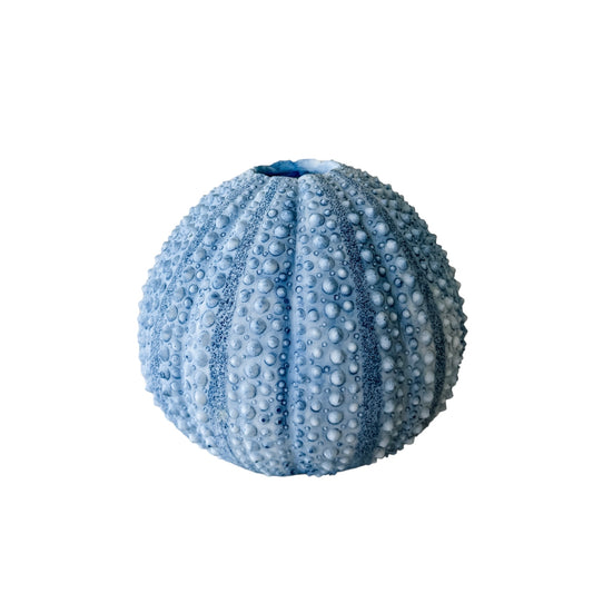 Urchin Vase | Round Preorder