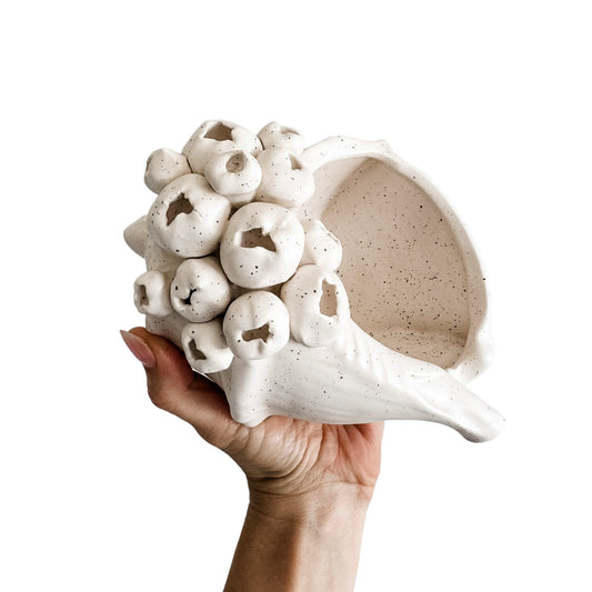 Barwon Ceramic Shell Scultpure | Small Preorder