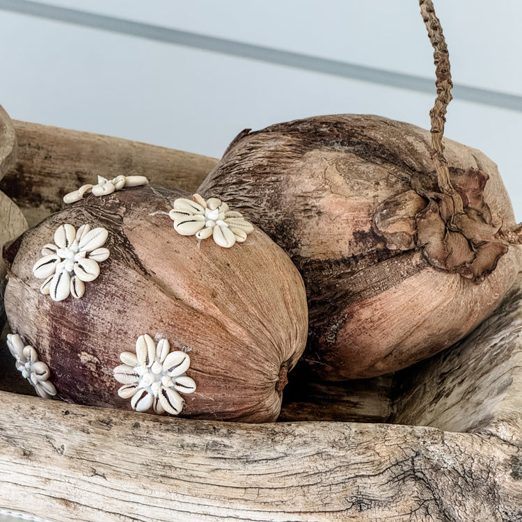 Shell-Kissed Decorative Coconuts