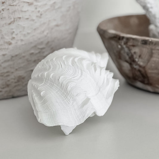 Clam Shell | Resin Preorder