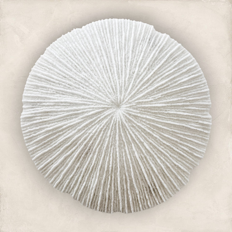 White Coral Disc Wall Hanging | Large