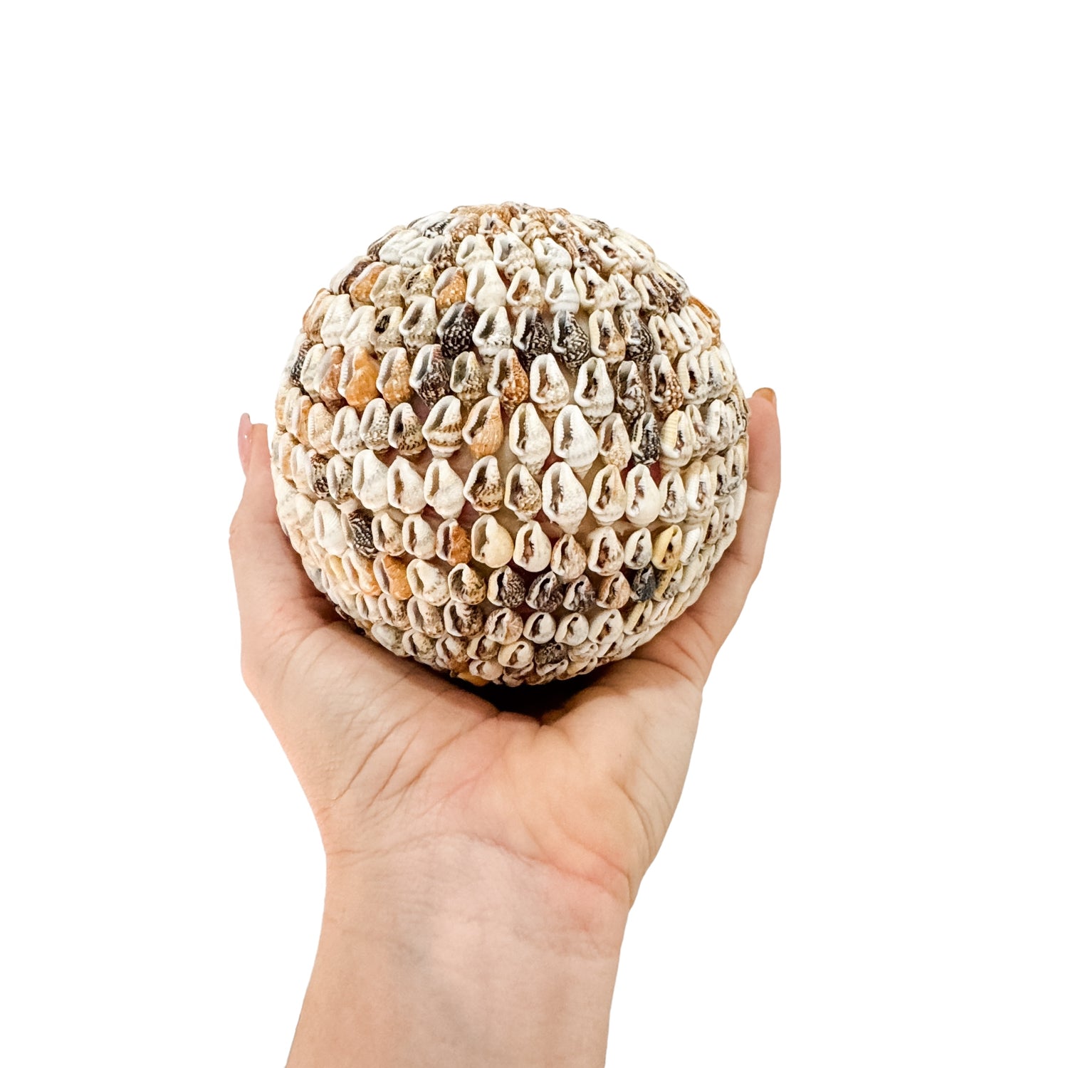 Hard Shell Ball Shell Ball | Natural | 3 sizes