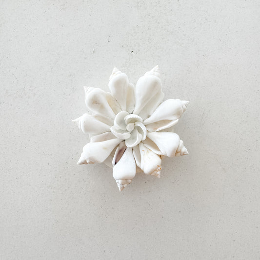 Coastal Cone Shell Star Magnet