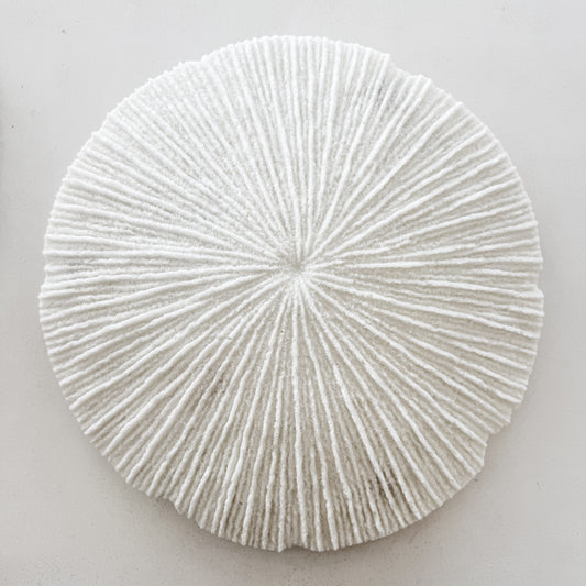 White Coral Disc Wall Hanging | Large