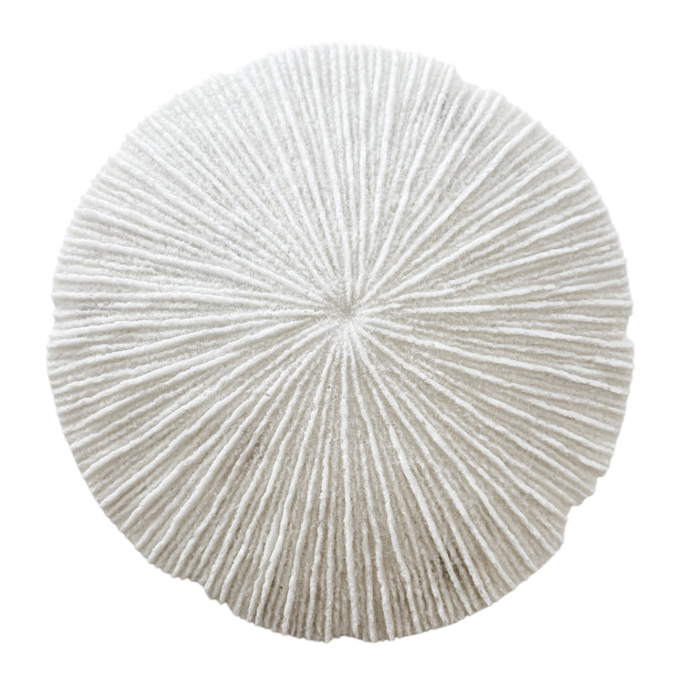White Coral Disc Wall Hanging | Large