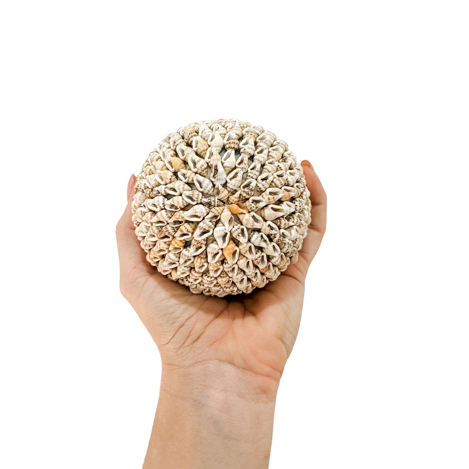 Ball Shaped Shell Shell Ball | Natural | 3 sizes