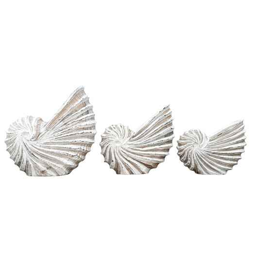 Wooden Nautilus Shell | Structured | 3 Sizes Available