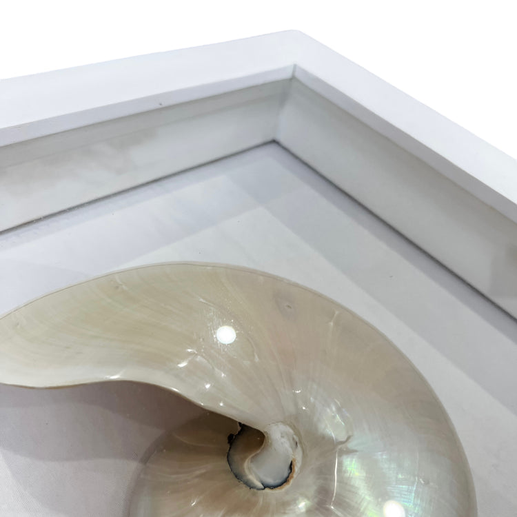 Framed Wall Art | Nautilus Pearl Shell | 40x40cm