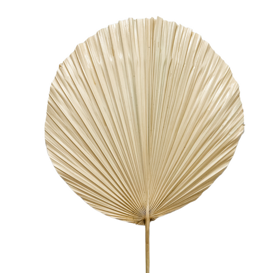 Palm Leaf Stem | Round | Bleached