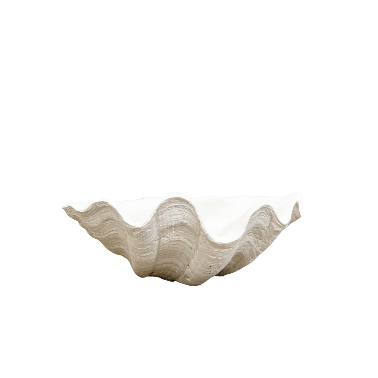 Clamshell White Color Clam Shell | White | Small