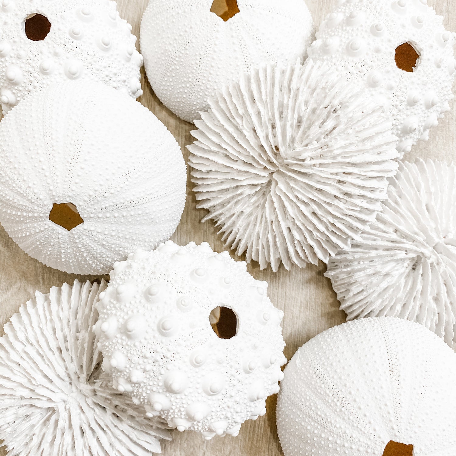 Sea Urchin Knobby Coral Beach Decor