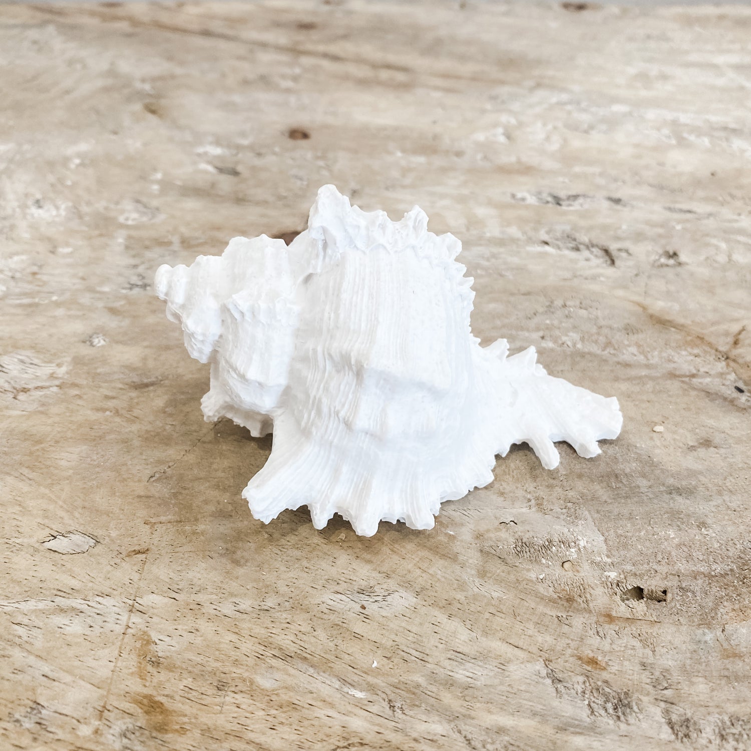 Murex Shell