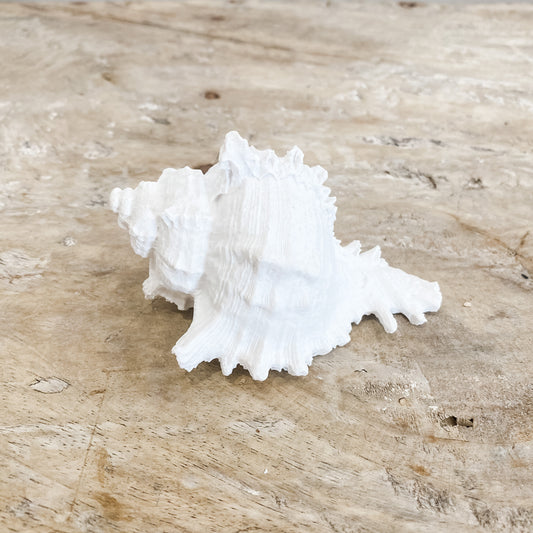 Murex Shell
