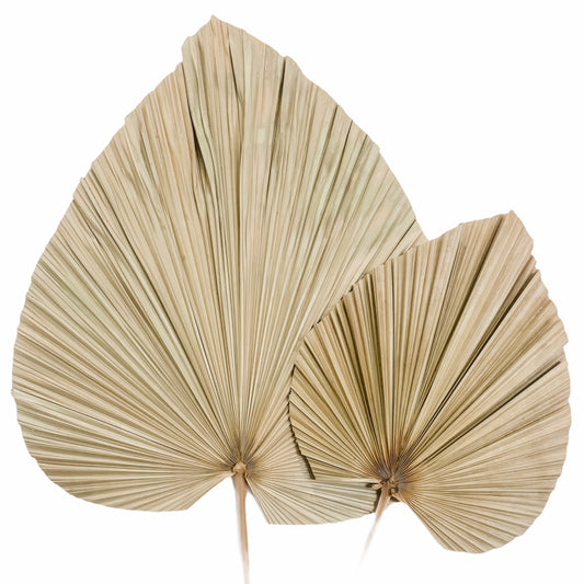 Palm Leaf Stem - Spade