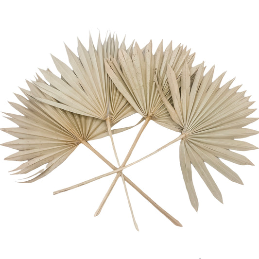 Dried Sun Spear Palm